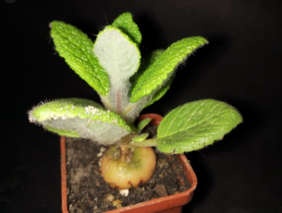 Sinningia bullata