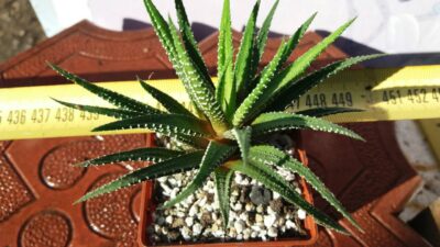 HAWORTHIA FASCIATA - Зображення 2