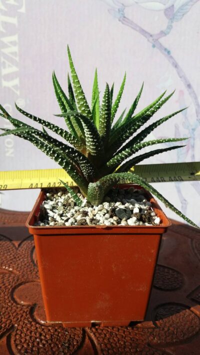HAWORTHIA FASCIATA
