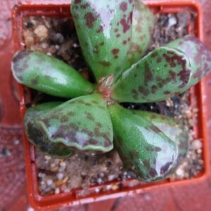 ADROMISCHUS COOPERI | 4