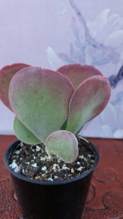 KALANCHOE THYRSIFLORA