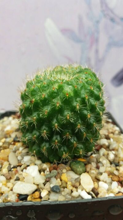 REBUTIA VIOLACIFLORA - Зображення 2