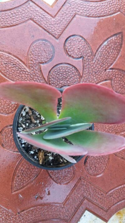 KALANCHOE THYRSIFLORA - Зображення 2