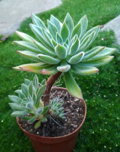 Echeveria setosa