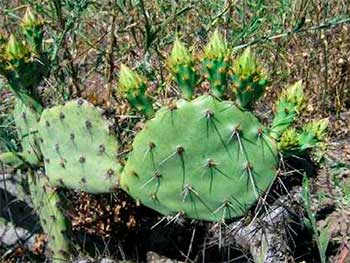 Opuntia rugosa, сегмент с приподнятыми ареолами, в местах произрастания. 