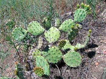 Opuntia rugosa, взрослое растение, в местах произрастания.