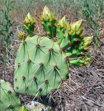 Opuntia rugosa, сегмент с бутонами, в местах произрастания.