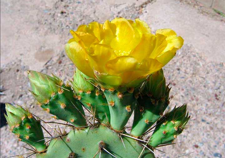 Opuntia rugosa – редко встречающийся калифорнийский вид