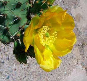 Opuntia rugosa, цветы, культурное растение.