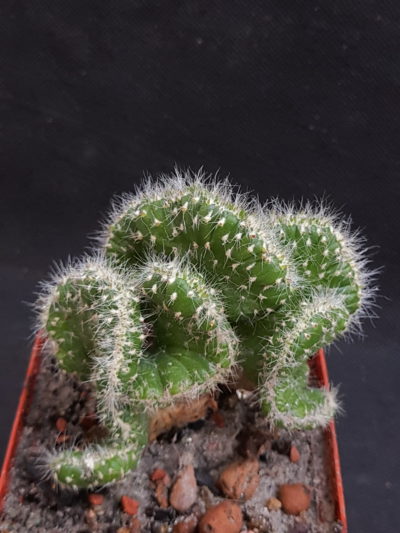 Austrocylindropuntia subulata minima cristata