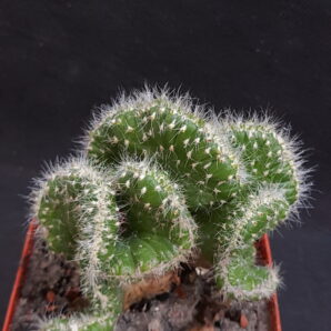 Austrocylindropuntia subulata minima cristata | 8