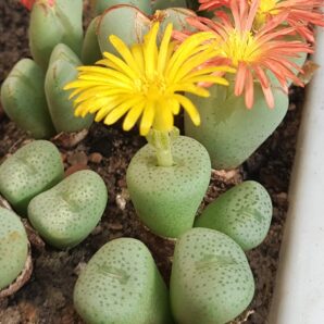 Conophytum truncatum | 31