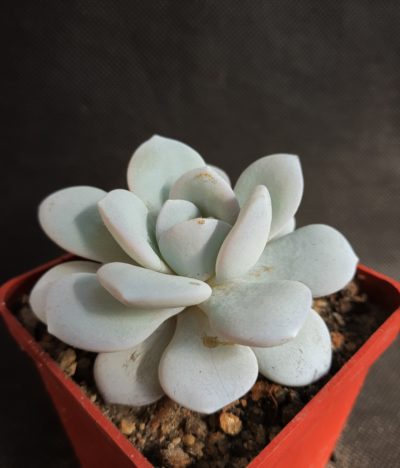 Echeveria Laui