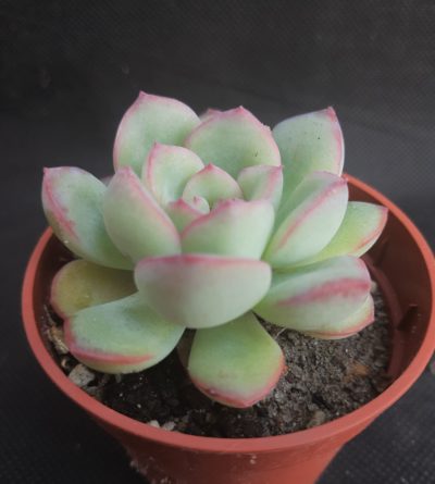 Echeveria pulidonis x laui