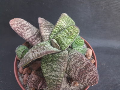 Gasteria batesiana Barberton