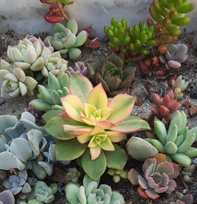 Aeonium Kiwi