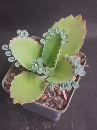 Kalanchoe laetivirens