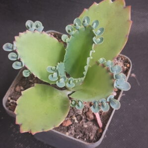 Kalanchoe laetivirens