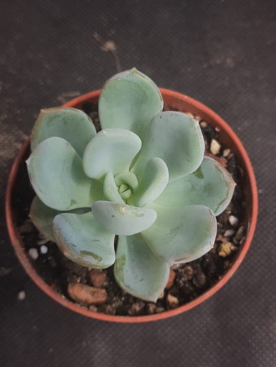 Echeveria Orpet