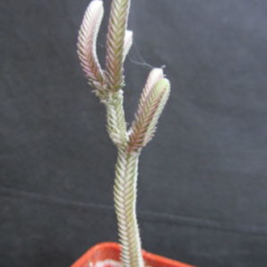 Crassula lycopodioides variegata