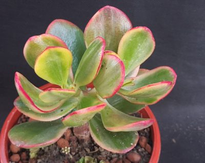 Crassula ovata Hummel's sunset