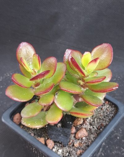 Crassula ovata minor