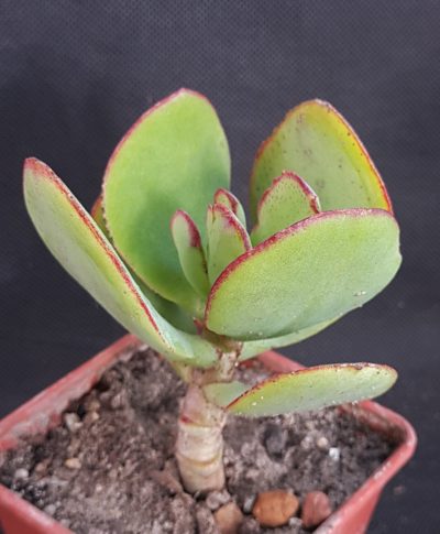 Crassula arborescens - Silver Dollar