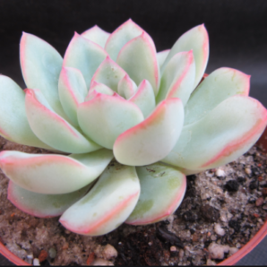 Eheveria pulidonis x laui | 41