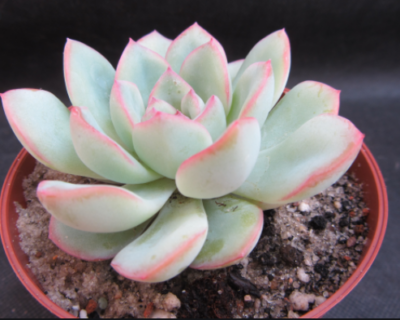 Eheveria pulidonis x laui
