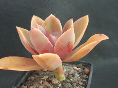 Graptoveria ‘Fred Ives’
