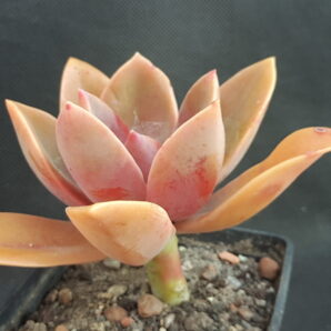 Graptoveria ‘Fred Ives’ | 110