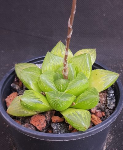 Haworthia alsonii