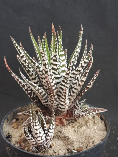 Haworthia Attenuata 'Superwhite'