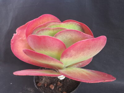 Kalanchoe thyrsiflora
