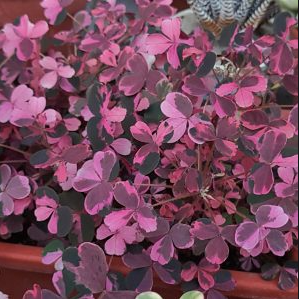 Oxalis Plum Crazy variegated | 79
