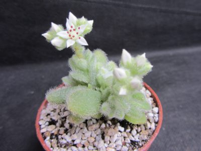 Sedum hintonii
