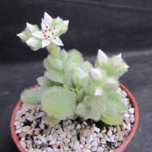 Sedum hintonii