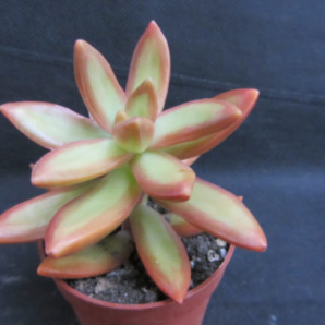 Sedum nusbaumerianum