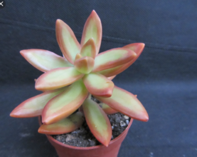 Sedum nusbaumerianum