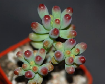 Sedum pachyphyllum - Зображення 2