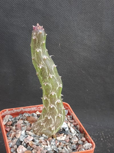 Senecio pendulus