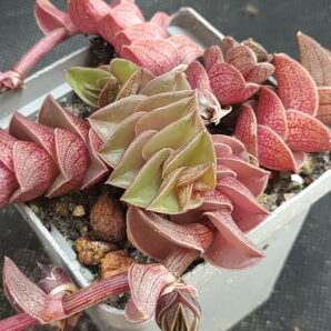 Tradescantia navicularis | 103
