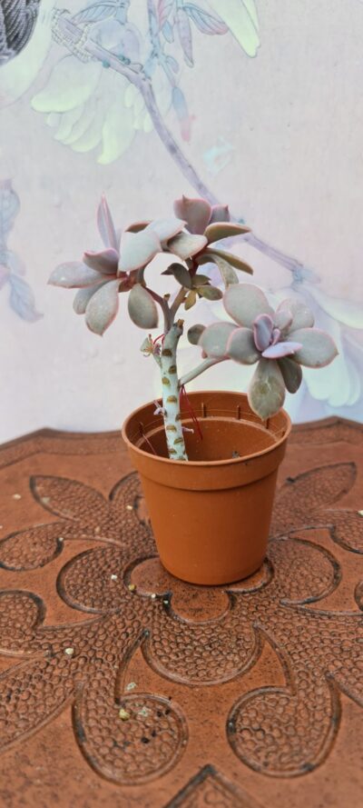 Echeveria Perle von Nurnberg - Зображення 3
