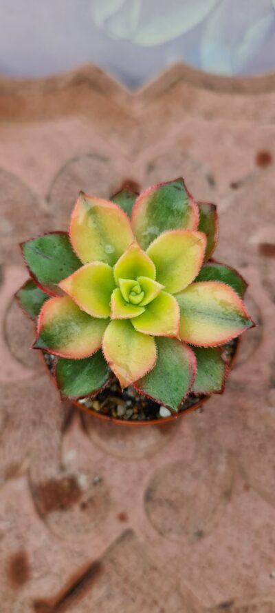 AEONIUM KIWI - Зображення 2