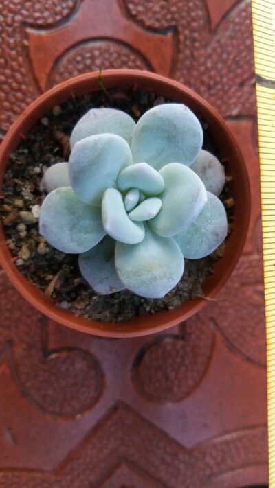 Echeveria laui