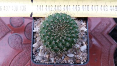 REBUTIA VIOLACIFLORA - Зображення 3