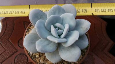 Echeveria laui