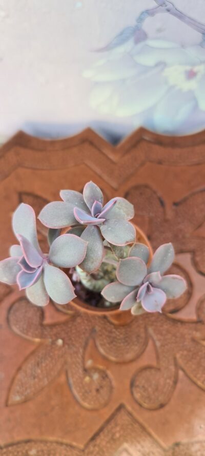 Echeveria Perle von Nurnberg - Зображення 2