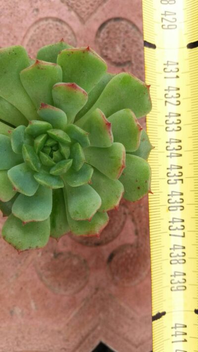 ECHEVERIA RAMILLETTE - Зображення 2