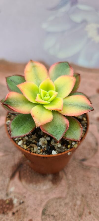 AEONIUM KIWI